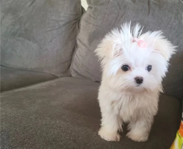 maltese