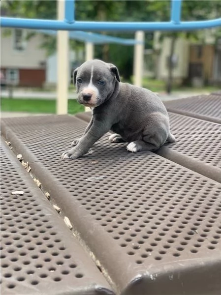 cuccioli di pit bull americani pronti per una nuova casa dell'amore