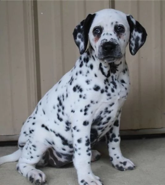 adorabili cuccioli di dalmata messi in adozione