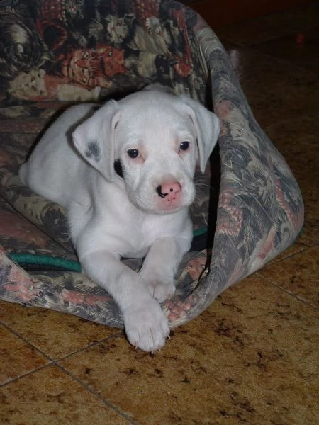 disponibili cuccioli di dogo argentino | Foto 2