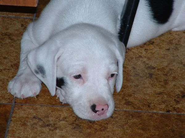 disponibili cuccioli di dogo argentino | Foto 1