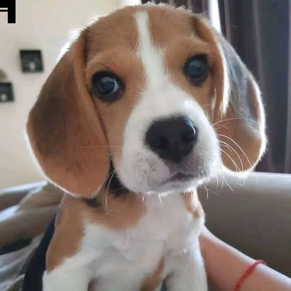   regalo beagle cuccioli meravigliosi ! 