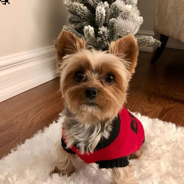 cuccioli di yorkie per l'adozione