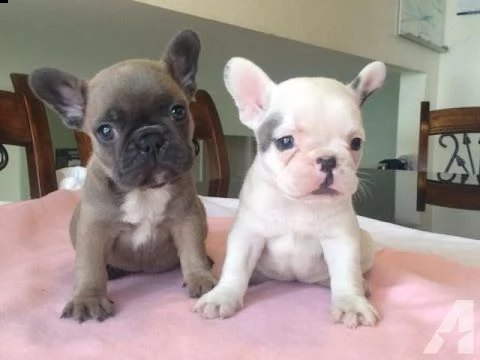 regalo....cucciolata di bouledogue francese