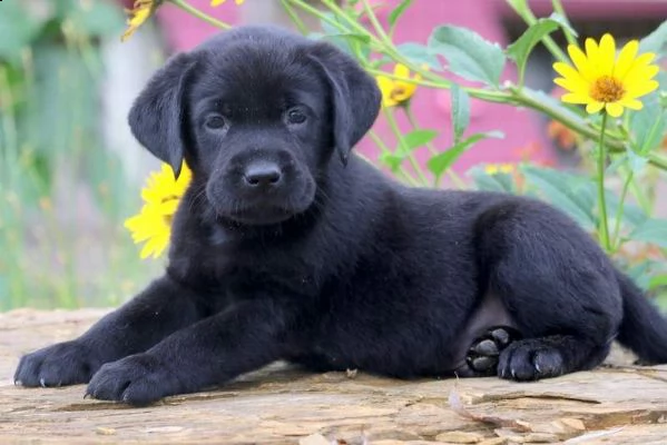 regalo cucciolata di labrador retriever