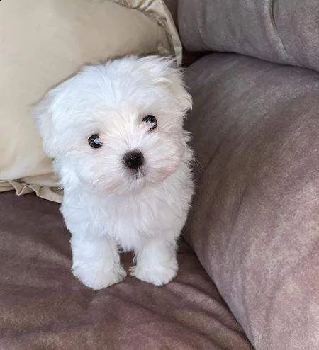 maltese toy 