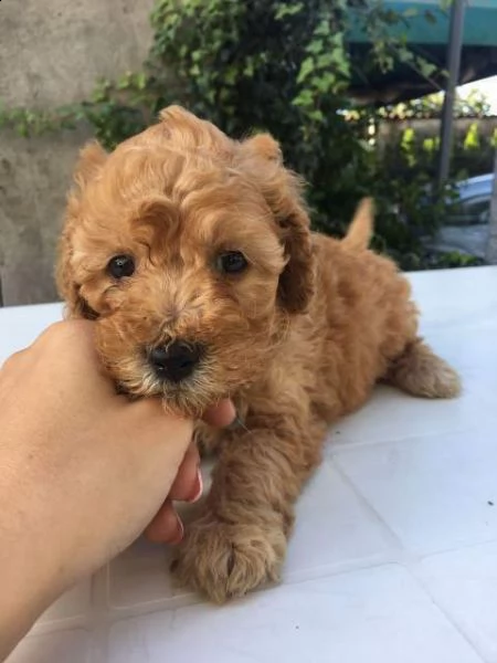 un solo barboncino toy