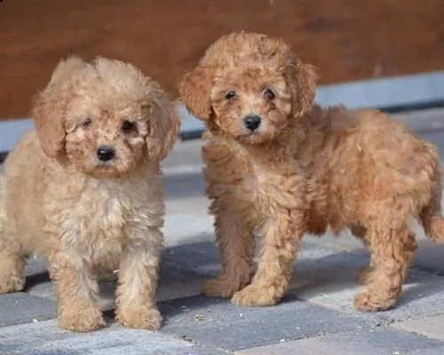 un solo cucciolo di barbone toy 