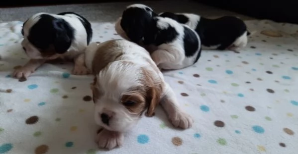 cavalier king ancora disponibili 