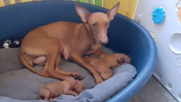 Cuccioli di Cirneco dell'Etna con Pedigree | Foto 6