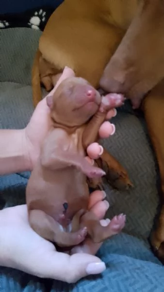 Cuccioli di Cirneco dell'Etna con Pedigree