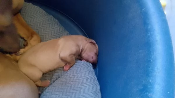 Cuccioli di Cirneco dell'Etna con Pedigree | Foto 5