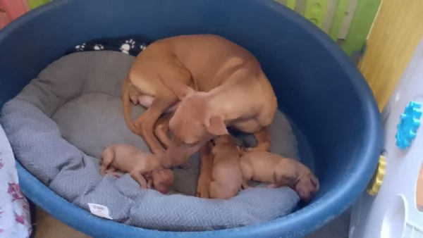 Cuccioli di Cirneco dell'Etna con Pedigree | Foto 4