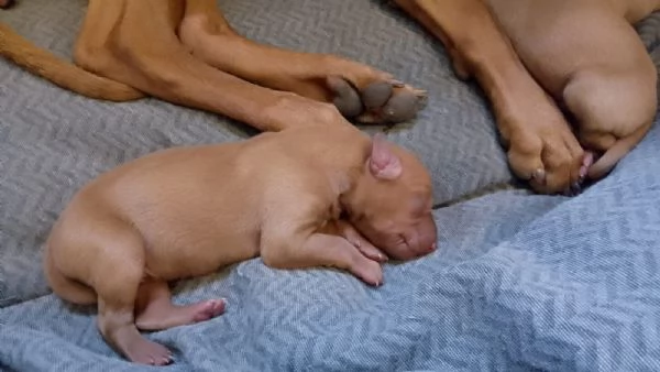 Cuccioli di Cirneco dell'Etna con Pedigree | Foto 3