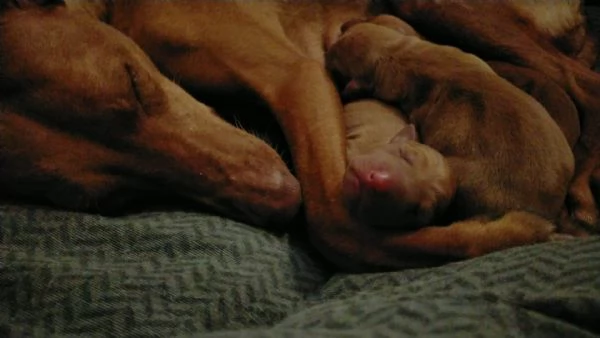 Cuccioli di Cirneco dell'Etna con Pedigree | Foto 2