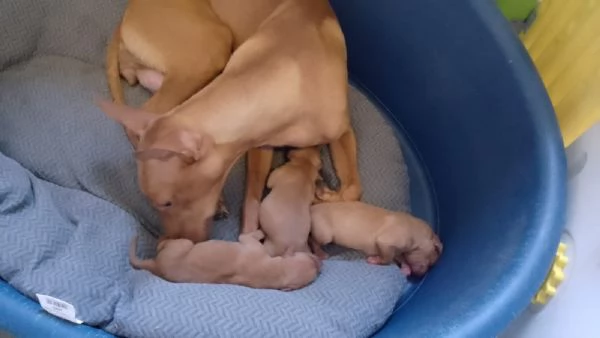 Cuccioli di Cirneco dell'Etna con Pedigree | Foto 1