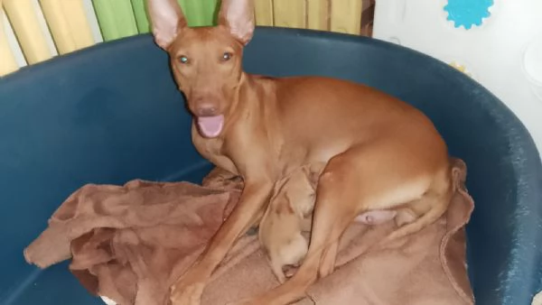 Cuccioli di Cirneco dell'Etna con Pedigree | Foto 0