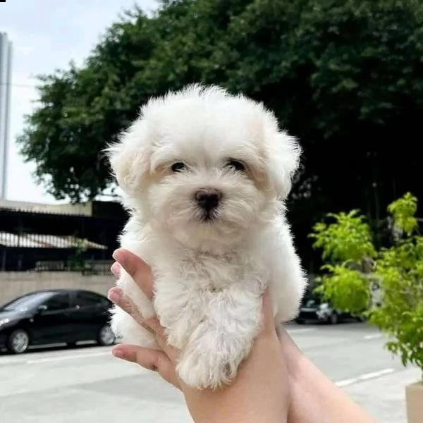 maltese maschio e femmina | Foto 0