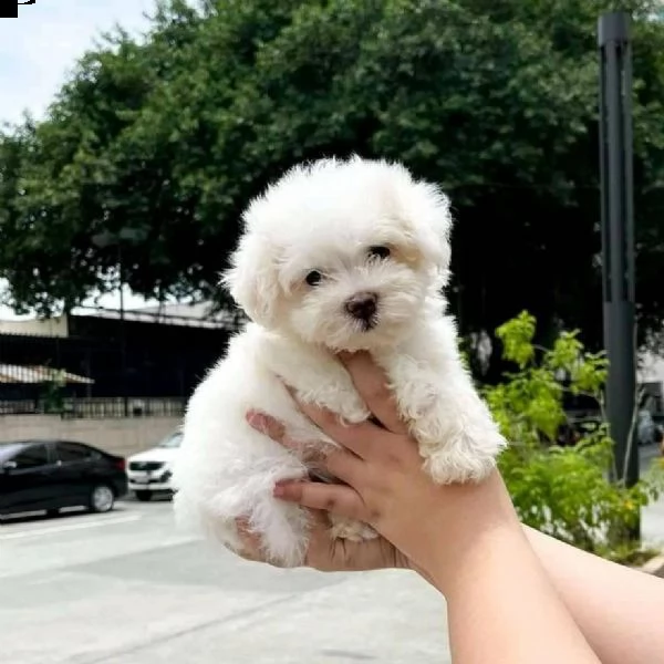 maltese maschio e femmina