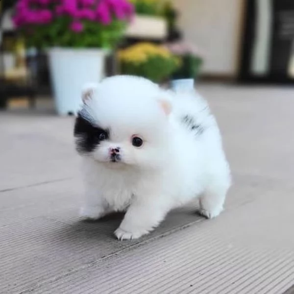 pomerania bellissimi cuccioli di pomerania,