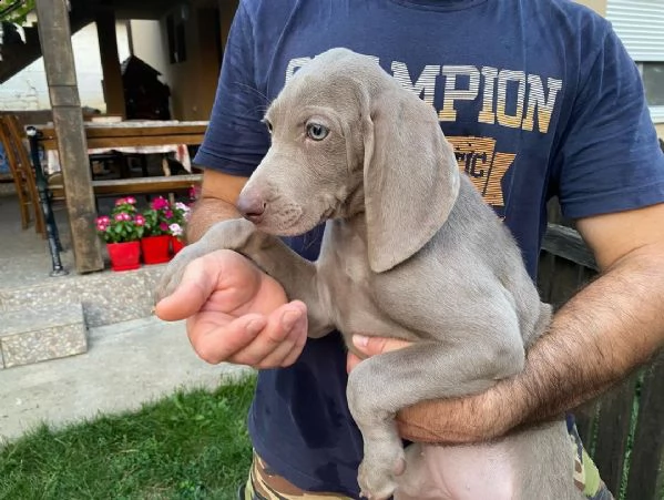 weimaraner  maschio e femmina.