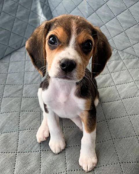 cuccioli di beagle