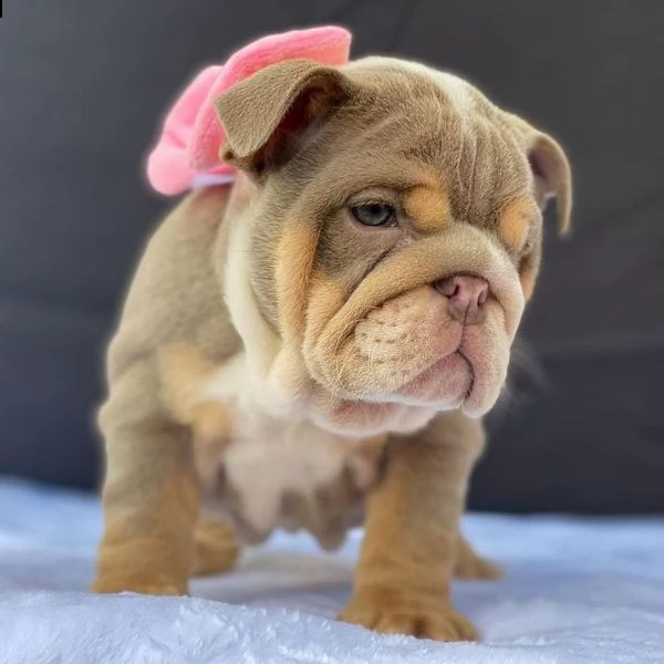 cuccioli inglese bulldog disponibili per adozione