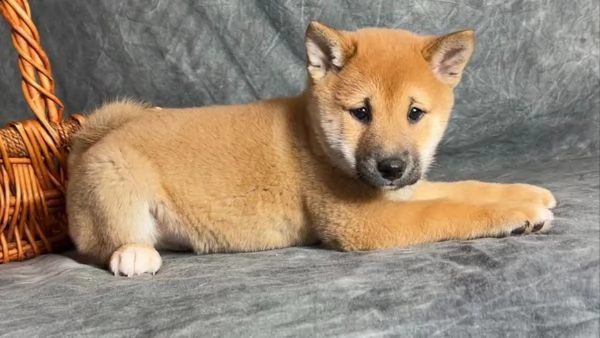 regalo due cuccioli di shiba inu per l'adozione