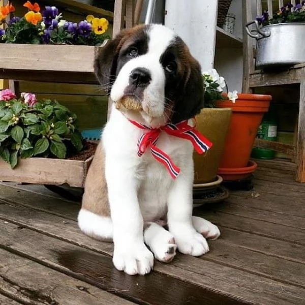 adorabili cuccioli di san bernardo messi in adozione,