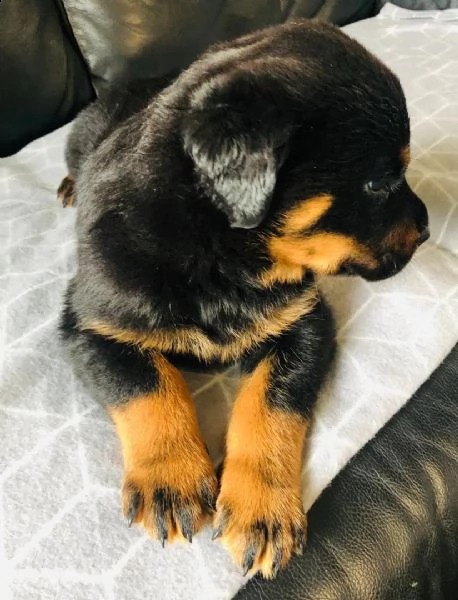  regalo cucciolo di rottweiler con un cappotto duro per natale