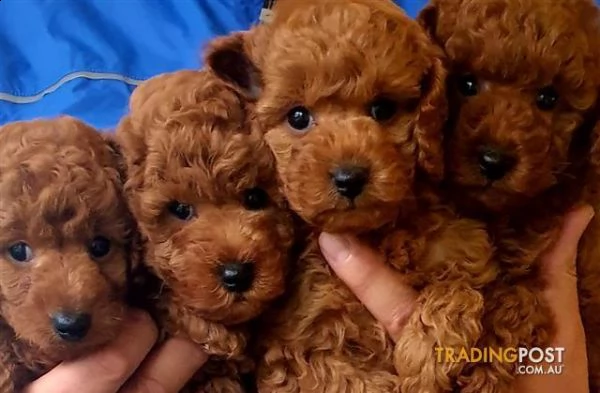 cuccioli di barboncino 