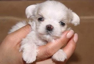 cucciolo maltese