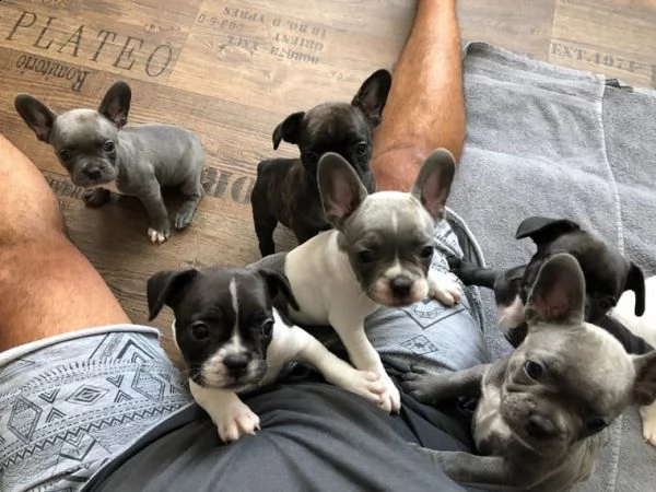 piccoli cuccioli di bull dog francese 