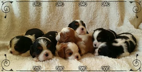 disponibili cuccioli di cavalier king 