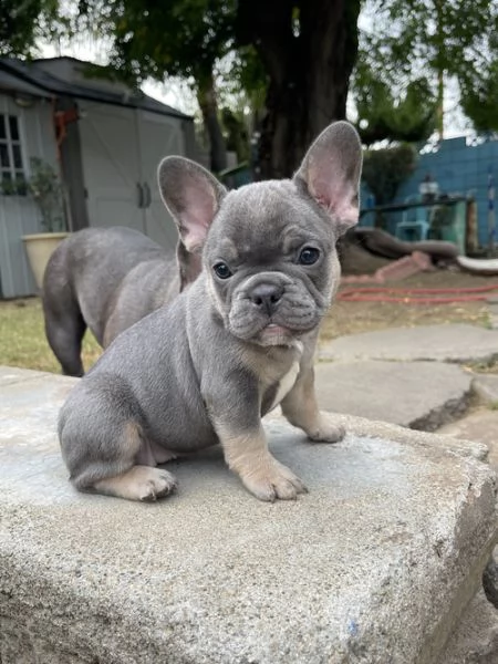 cuccioli di bulldog francese per l'adozione per natale