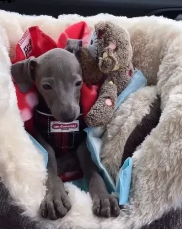 elegantissimi cuccioli di levriero italiano | Foto 0