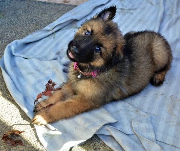 bellissimi cuccioli di pastore tedesco | Foto 0