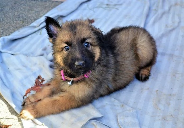 bellissimi cuccioli di pastore tedesco