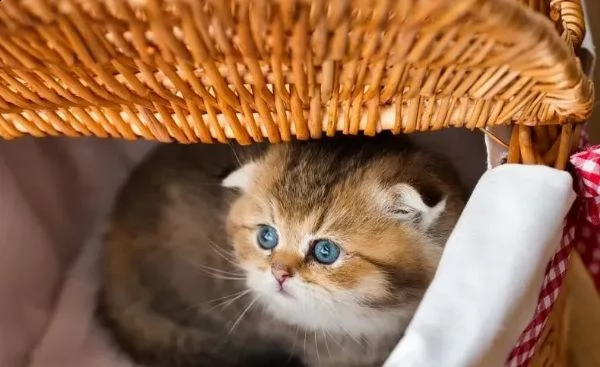 disponibili cuccioli scottish fold/straight