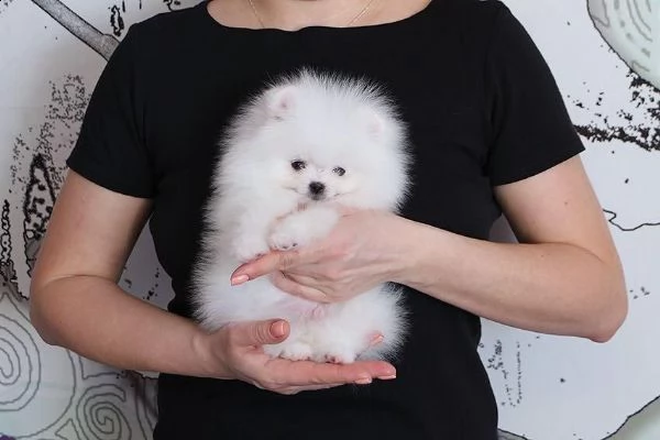 bellissimi cuccioli di pomerania maschio e femmina in cerca di una nuova casa