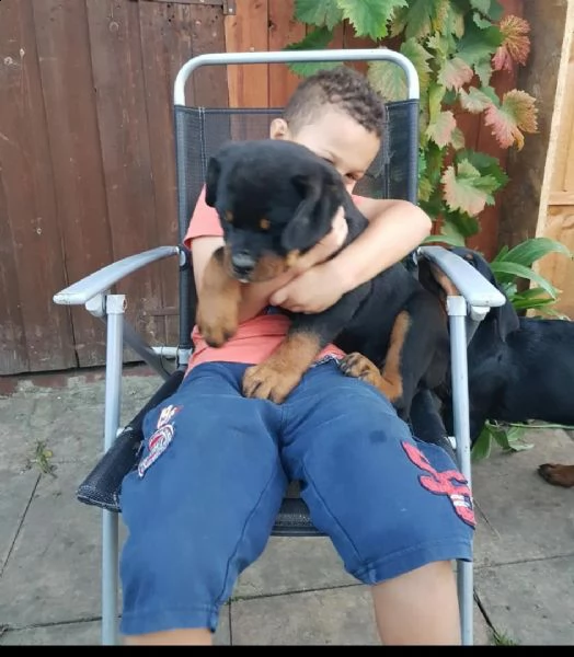 regalo cuccioli di tipo rottweiler con i capelli corti per natale