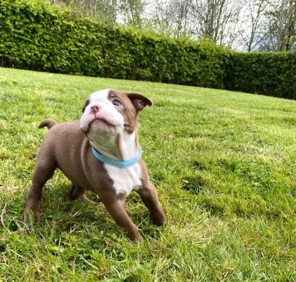 regalo adorabili cuccioli  boston terrier femminucce e maschietti disponibili