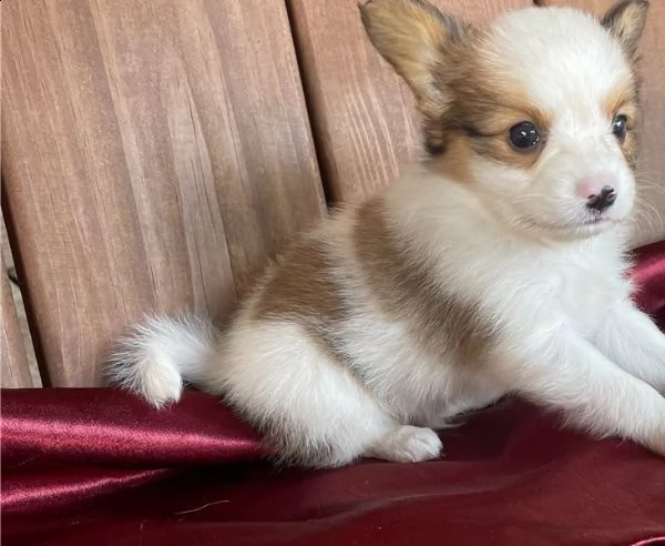 adorabili cuccioli di papillon messi in adozione