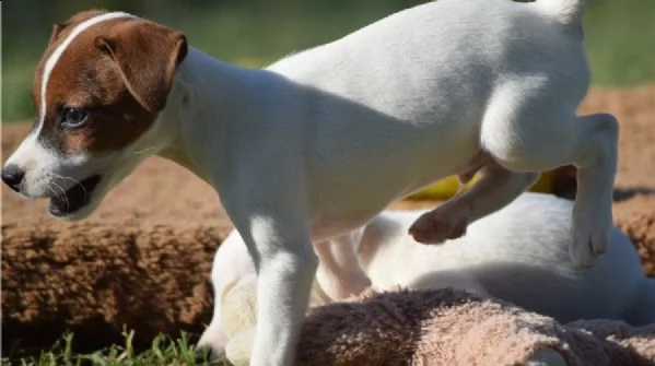 adorabili cuccioli di jack russell messi in adozione