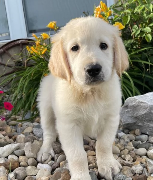 cuccioli di golden retriever - maschi e femmine