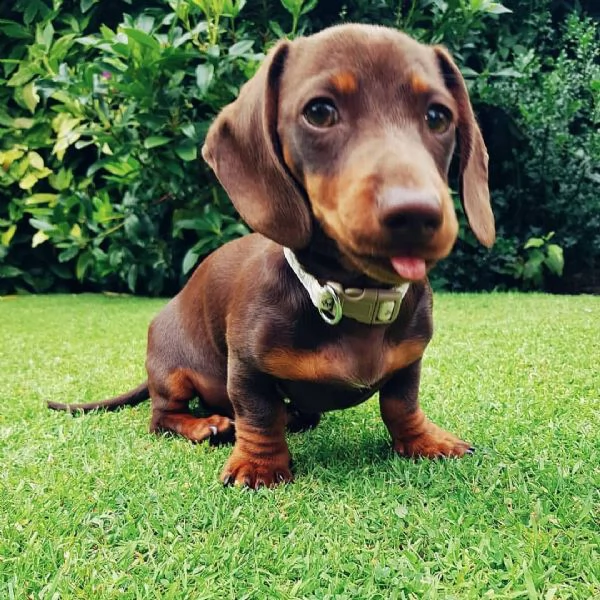 cuccioli di bassotto sani e ben addestrati per l'adozione gratuita