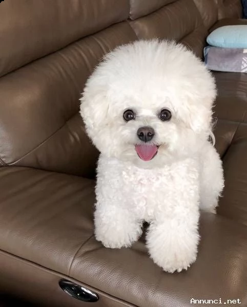 cuccioli di bichon frise 