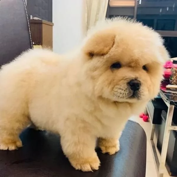 cuccioli di chow chow di qualità per l'adozione.