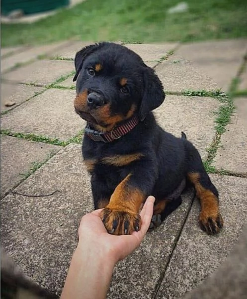 adozione di cuccioli di rotweiller maschi e femmine di great celibrety.