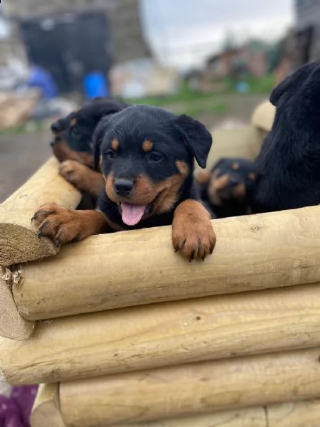 regalo cuccioli dal pelo corto rottweiler per natale